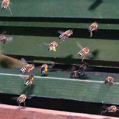 Bienenanflug klein