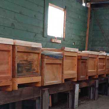 Productthumb honig kaufen von imker nagel   bienen  berwintern