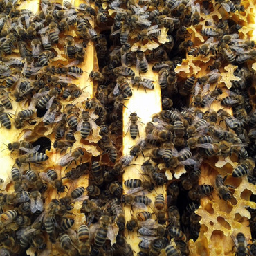 Productthumb regionaler honig von gesunden bienen von imker wolgang margers