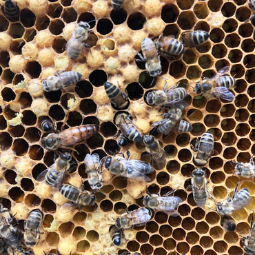 Productthumb bienenkoenigin bei imkerin karina schulze hollsteitzer honigtoepfchen