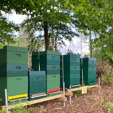 Productthumb bienenstoecke von imker martin orthmann in der heide