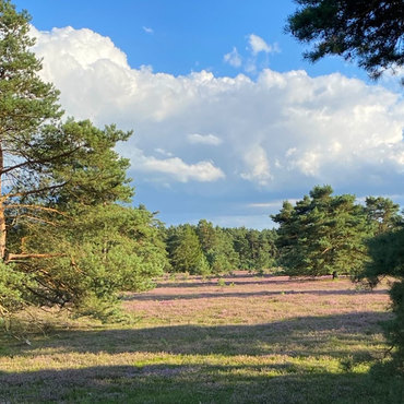 Productthumb heidelandschaft bei imker martin orthmann in der heide