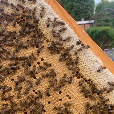 Productthumb bienenwabe von imker martin orthmann in der heide