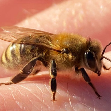 Productthumb fleissige bienen bei imker martin orthmann in der heide