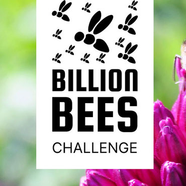 Productthumb bienenpatenschaften von billion bees