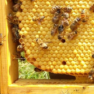 Bienenk nigin kaufen
