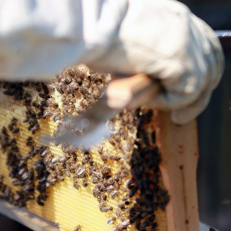 Bienenpatenschaft verschenken