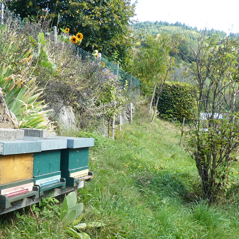 Bienenpatenschaft im s dschwarzwald baden w rttemberg