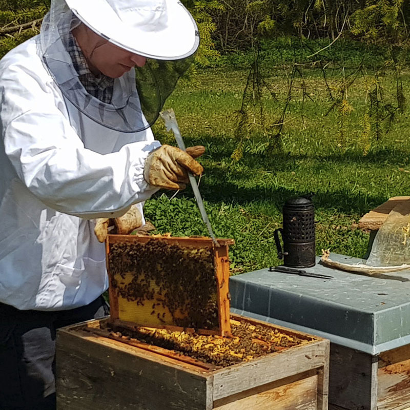 Bienenpatenschaft als geschenk 1603905534 umtuem72g 1605020385 n8tsaj0k7 1611913087 ykj67z7g1